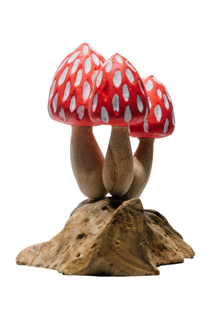 Tropical Magic Mushrooms