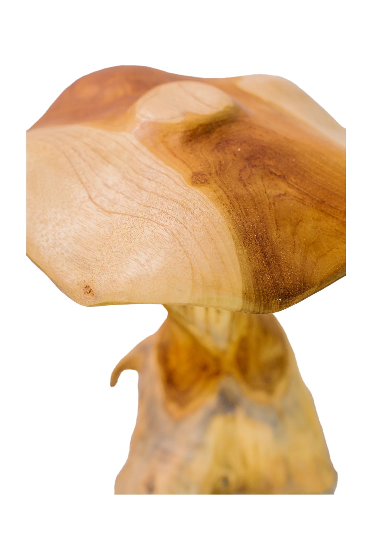 Magic Mushrooms - Set